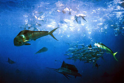 http://www.fishing-nc.com/images/offshore-fishing.jpg